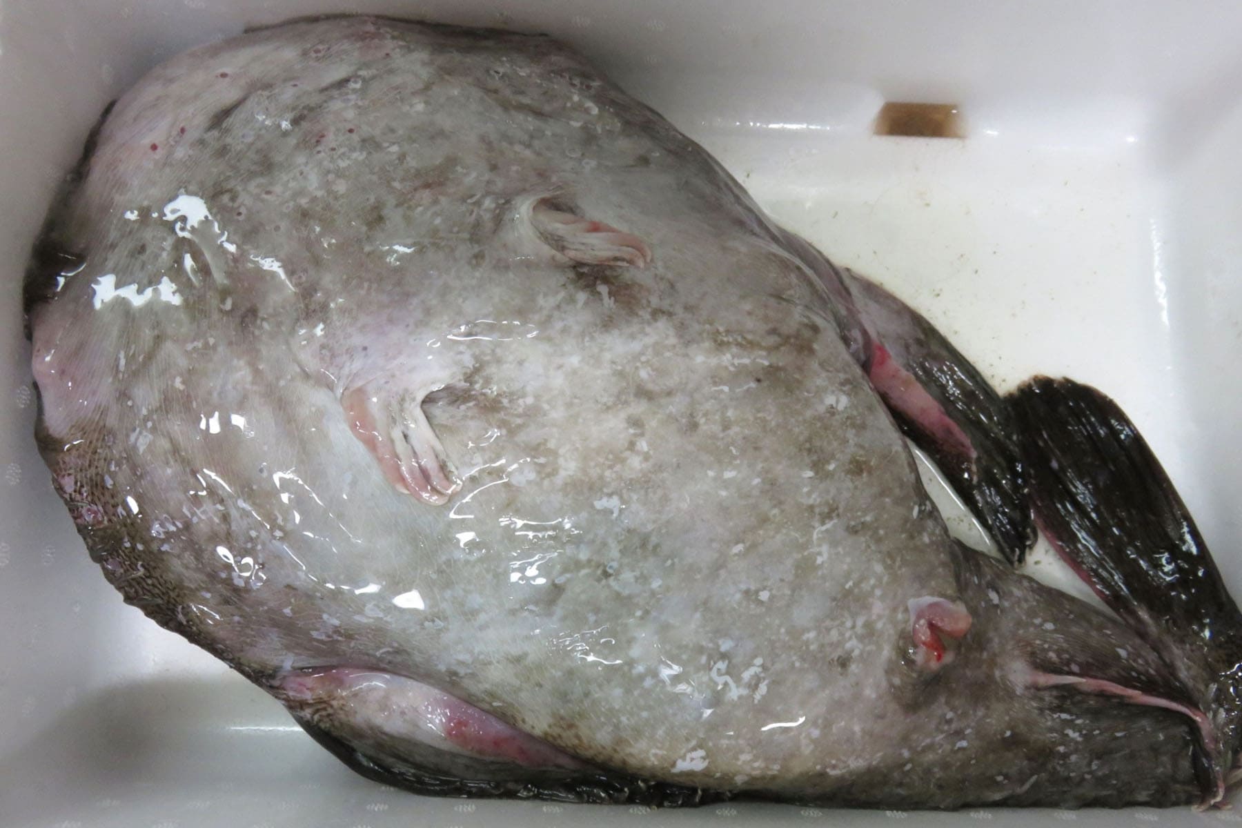 Monkfish Whole Fish Refrigerated