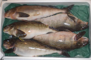 Atka mackerel Whole Fish Refrigerated