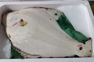 Barfin flounder Whole Fish Refrigerated