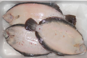 Nameta flounder Whole Fish Refrigerated