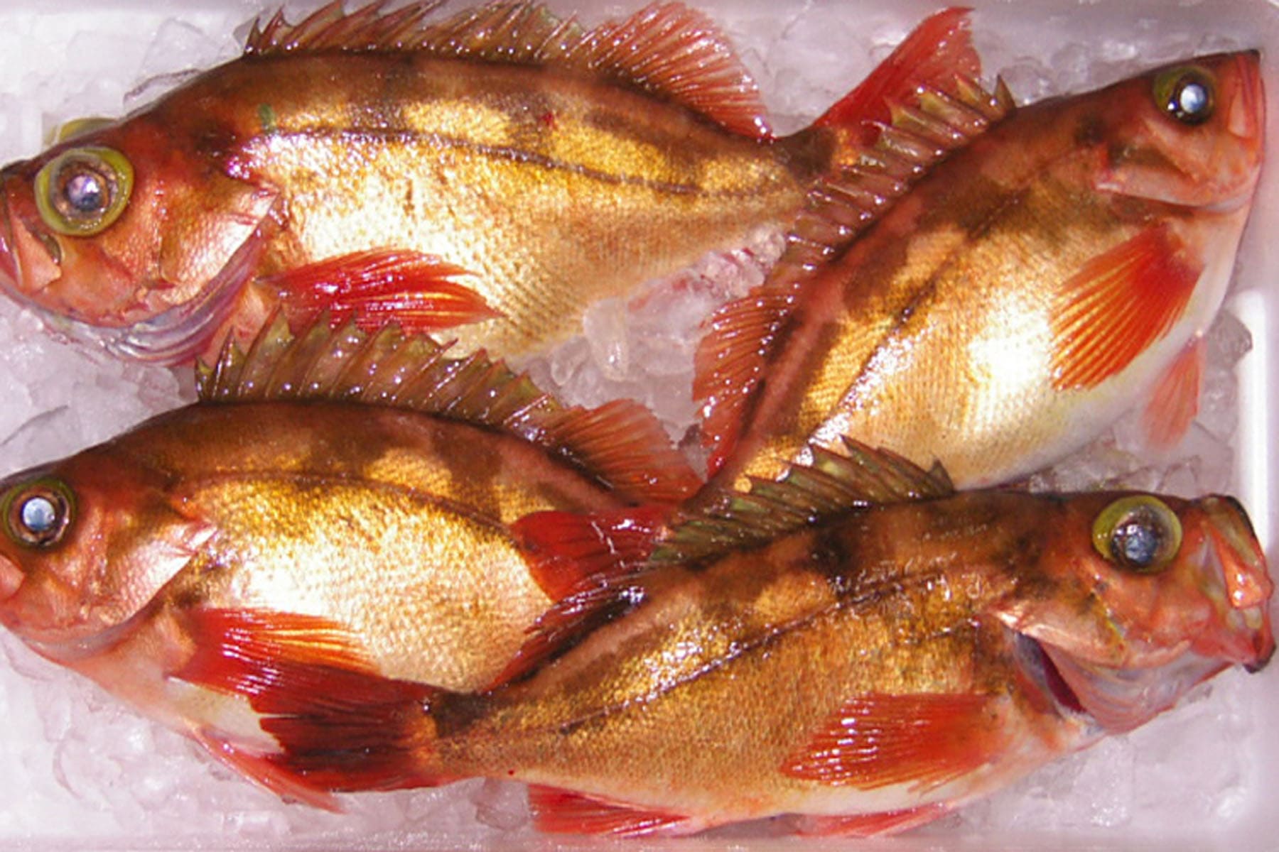 Darkbanded rockfish Whole Fish Refrigerated