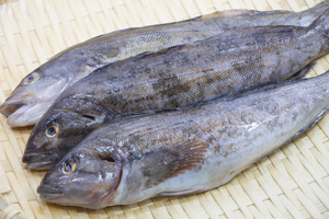 Fat greenling Whole Fish Refrigerated