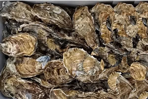 Oysters in the shell refrigerated