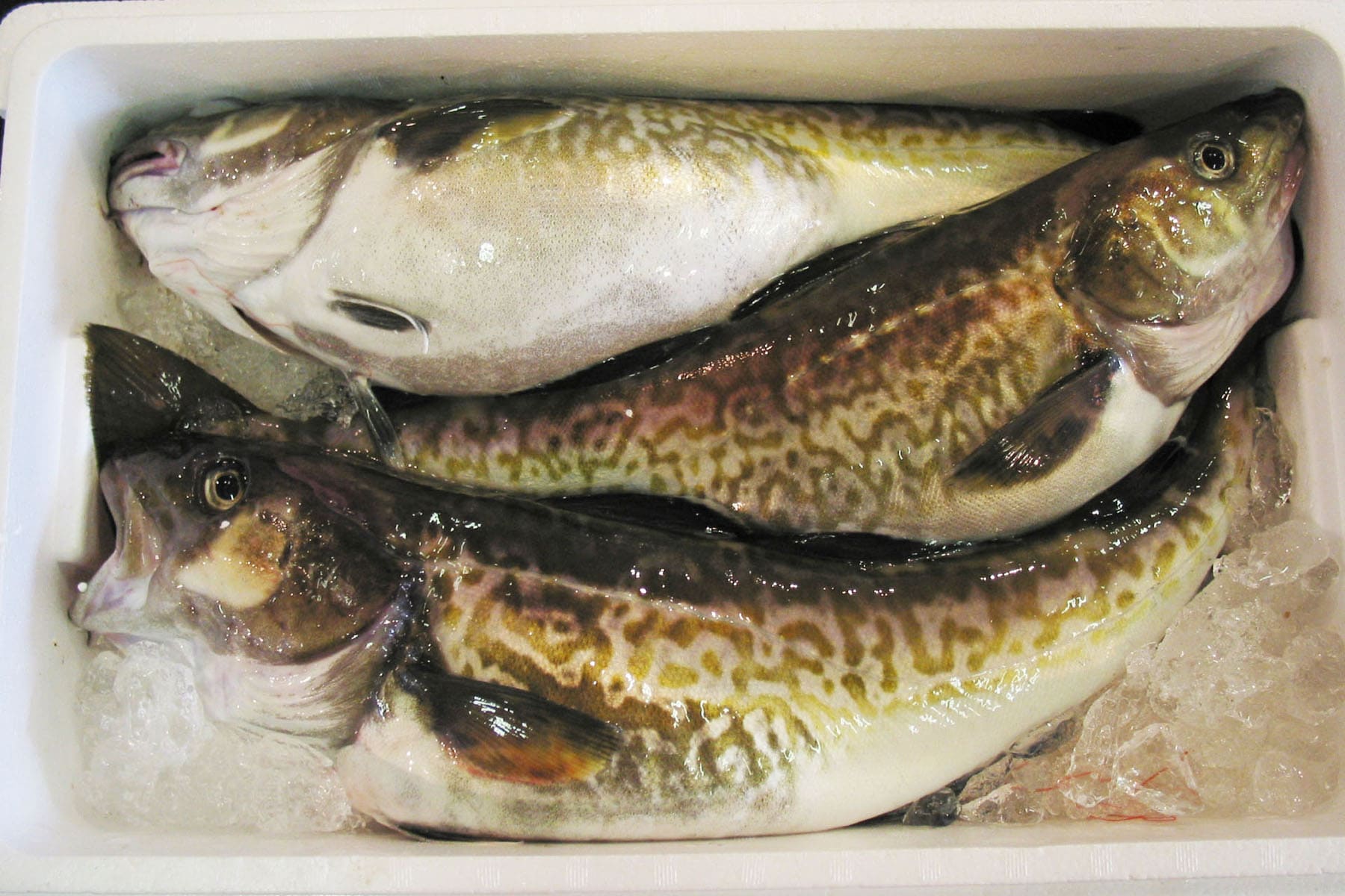 Codfish Whole Fish Refrigerated