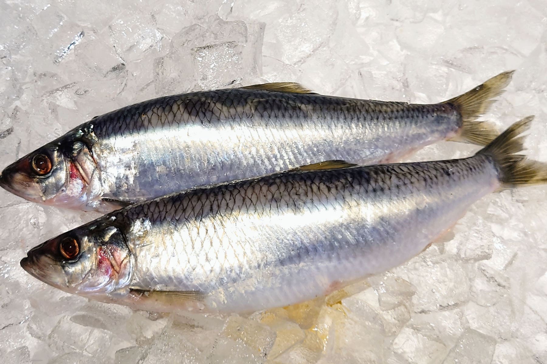 herring with young Whole Fish frozen