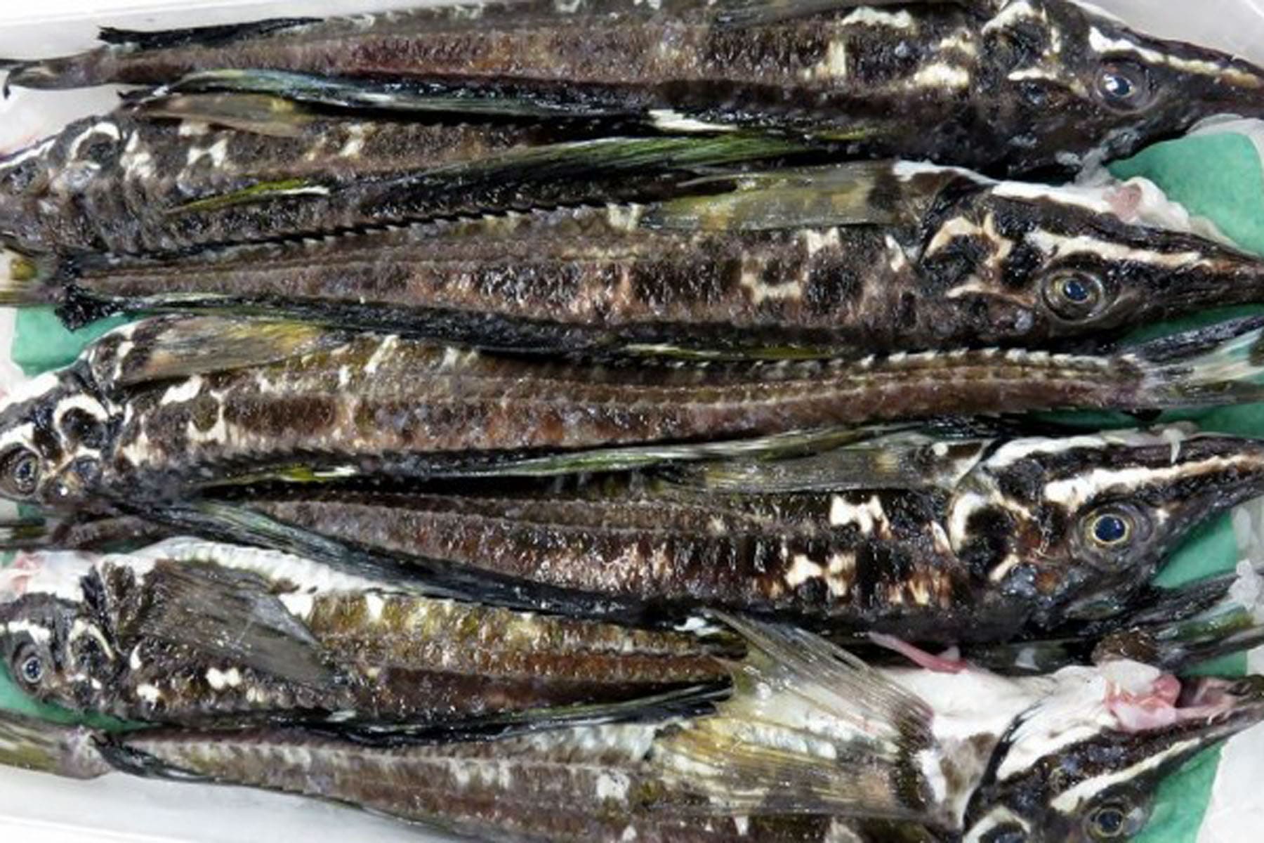 Sailfin poacher Whole Fish Refrigerated