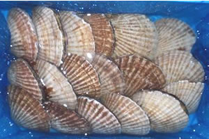 Scallops in the shell refrigerated