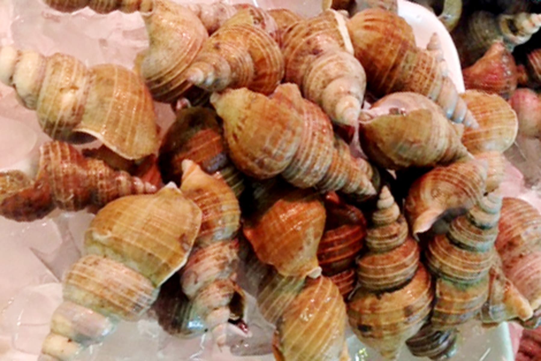 Refrigerated true whelk (Ezobora) with shell