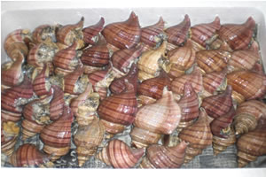 Refrigerated blue mackerel with shell (Himeezobora)