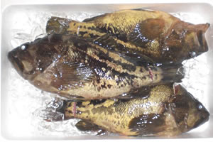 Threestripe rockfish Whole Fish Refrigerated