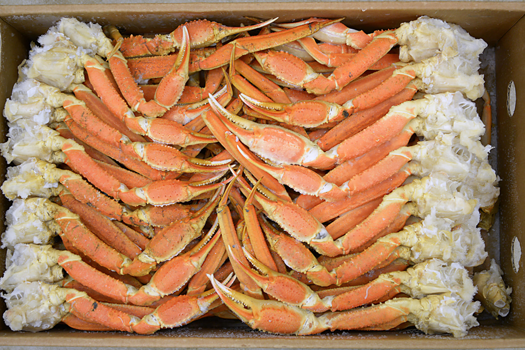 Frozen boiled snow crab section H