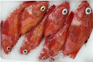 キンキ 丸魚 冷凍