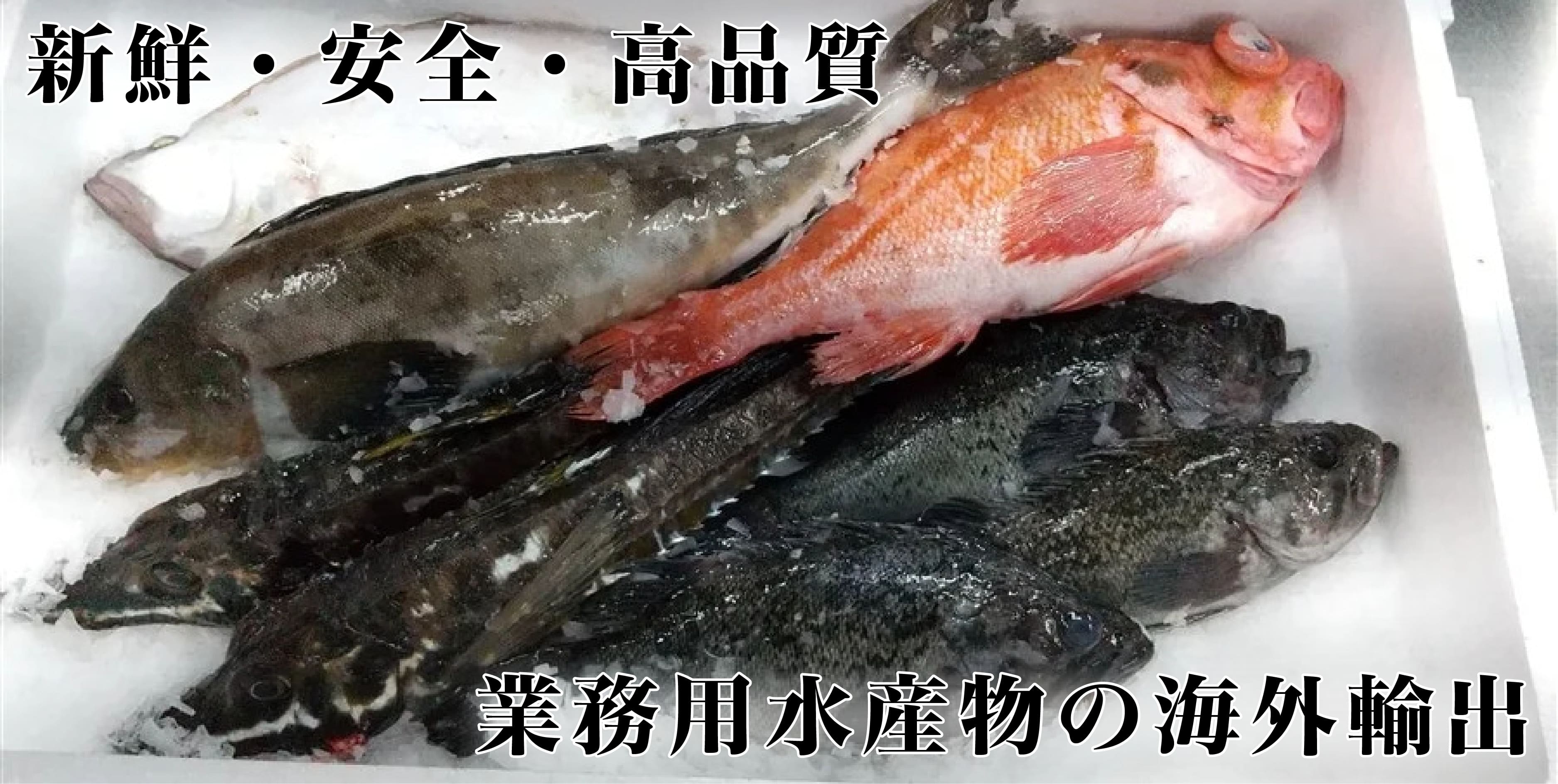 鮮魚